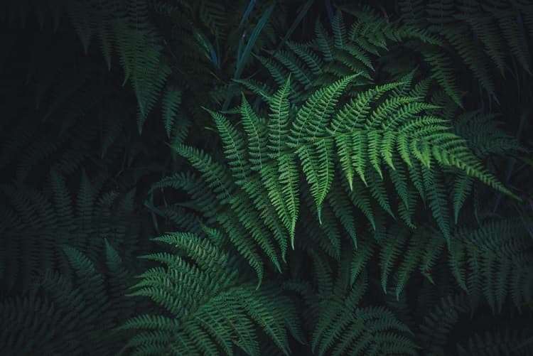 🌿 this green garden 🌙